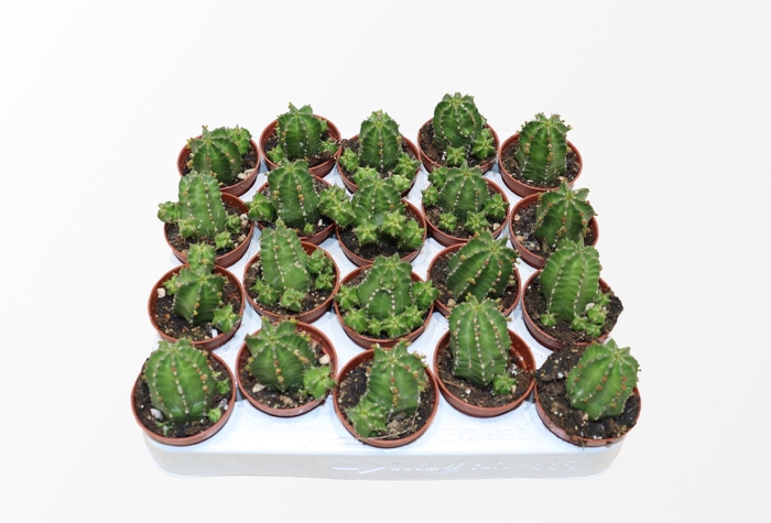 <h4>Euphorbia Echinus</h4>