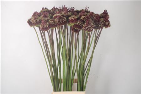 <h4>Allium Red Mohican</h4>