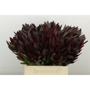 Leucadendron Saf Sunset Dark R.