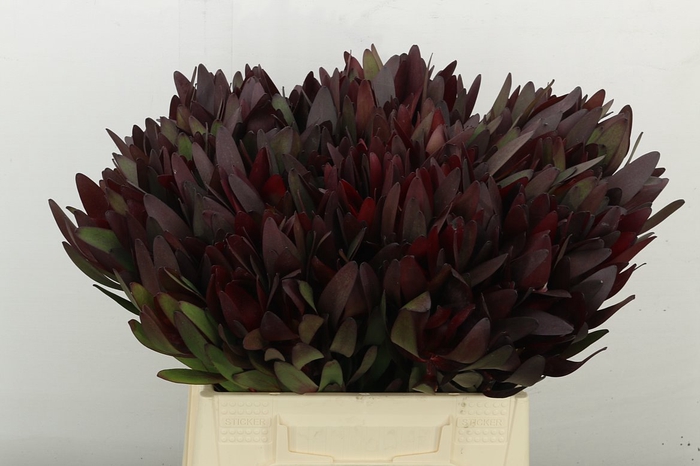 Leucadendron Saf Sunset Dark R.