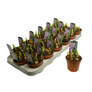 arr8 Chionodoxa Rosea