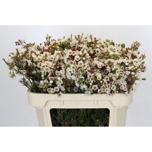 Chamelaucium Moonlight Delight