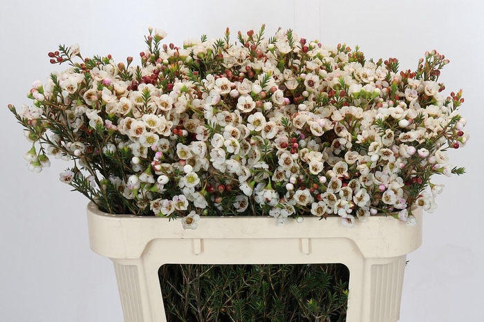 <h4>Chamelaucium Moonlight Delight</h4>