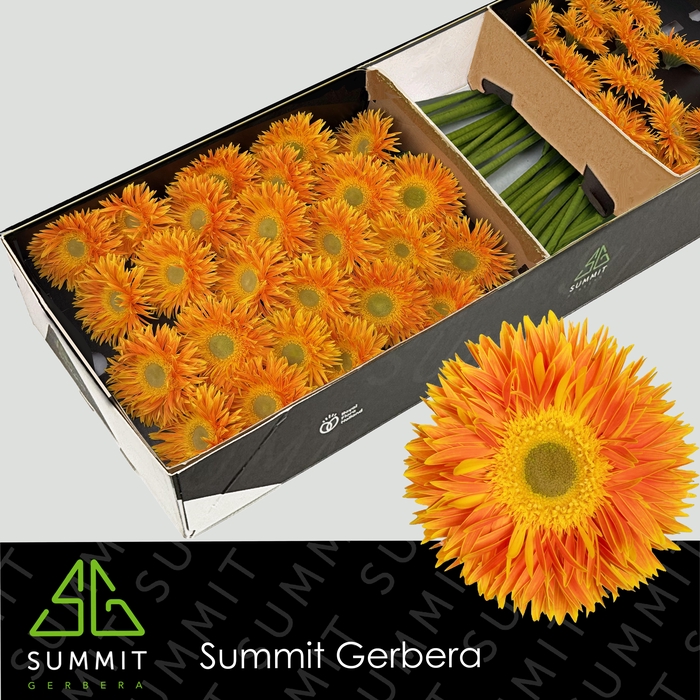 <h4>Gerbera Spider Maui Doos</h4>
