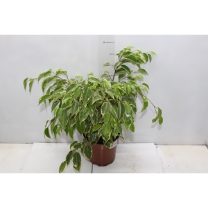FICUS GOLDEN KING P17