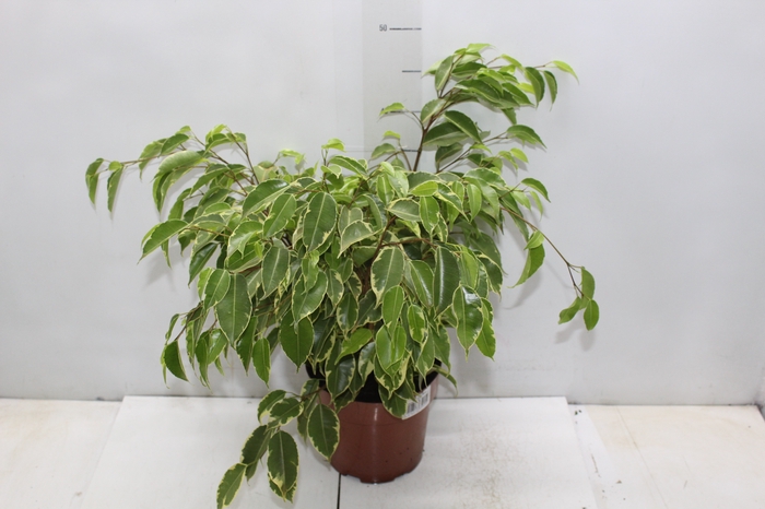 <h4>FICUS GOLDEN KING P17</h4>