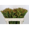 Leucadendron Ayoba Cherry Pearl Spray