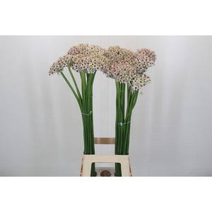 Allium Silverspring