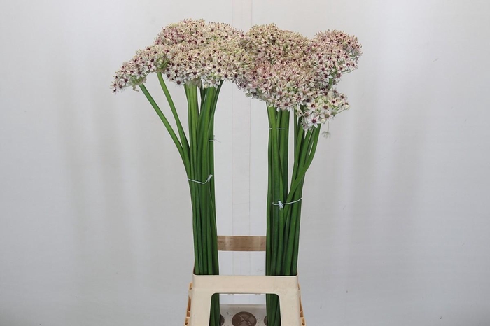 <h4>Allium Silverspring</h4>