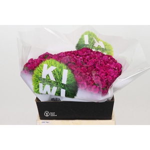 Dianthus Br Kiwi Fuchsia XXL