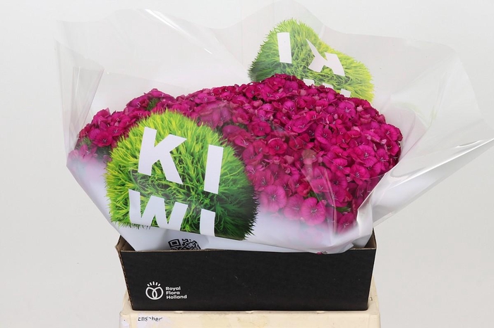 <h4>Dianthus Br Kiwi Fuchsia XXL</h4>