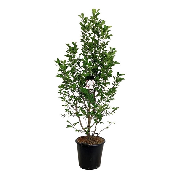 <h4>Magnolia loebneri 'Merrill'</h4>