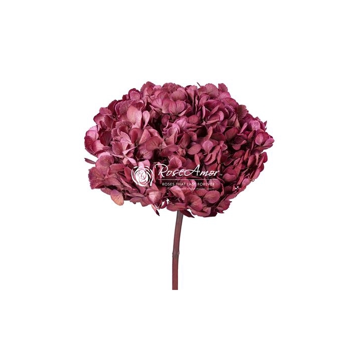 <h4>Hydrangea Xl Pin10</h4>