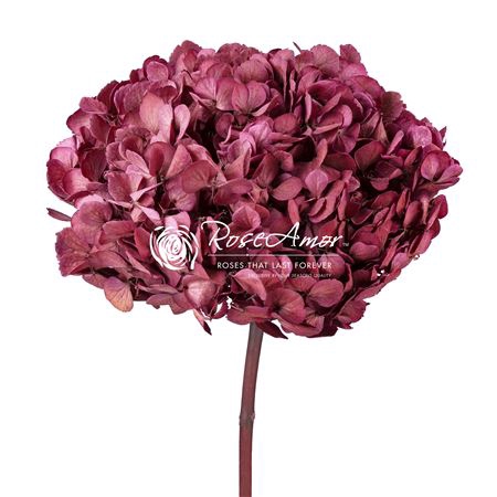 Hydrangea Xl Pin10