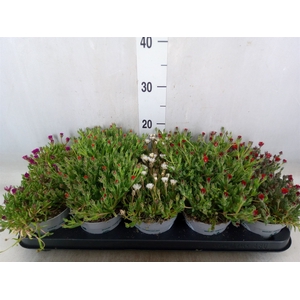 Delosperma coop. 'JewDesert'  ..mix