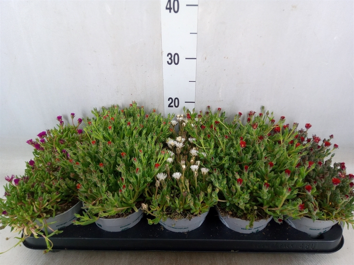 <h4>Delosperma coop. 'JewDesert'  ..mix</h4>