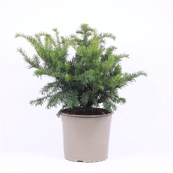 <h4>Taxus baccata 'Repandens'</h4>