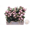 PAEO L GARDENIA