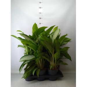 Aglaonema  'Cleopatra'