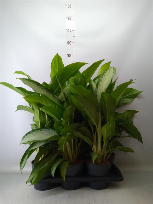 <h4>Aglaonema  'Cleopatra'</h4>