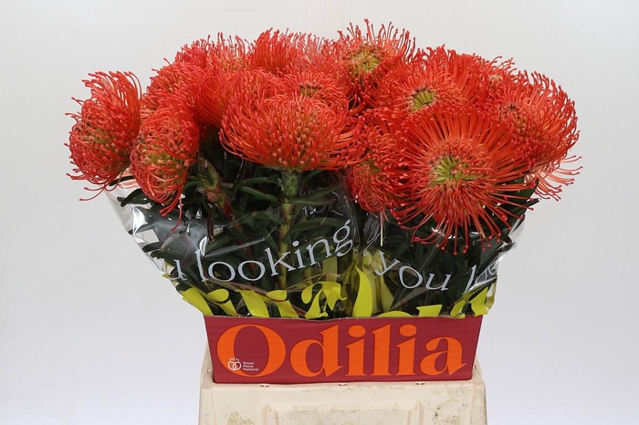 <h4>Nutans Succession</h4>