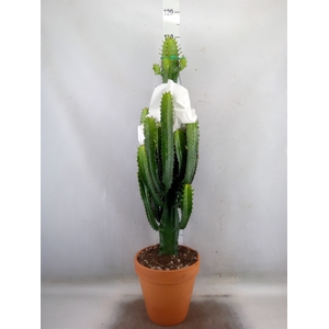 Euphorbia acrurensis