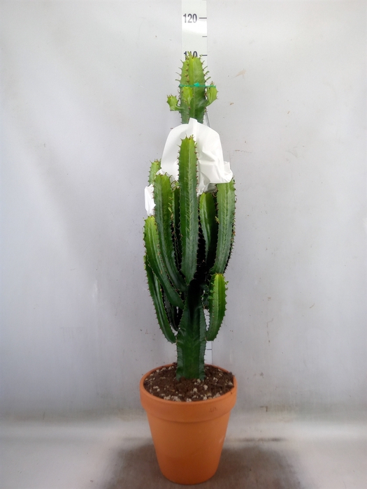 <h4>Euphorbia acrurensis</h4>
