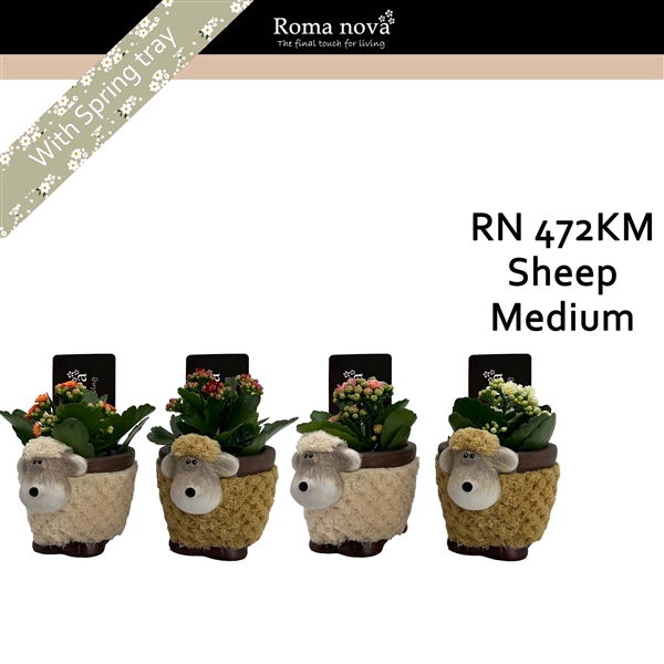 <h4>472KM - Sheep Medium (Kalanchoe mix)</h4>
