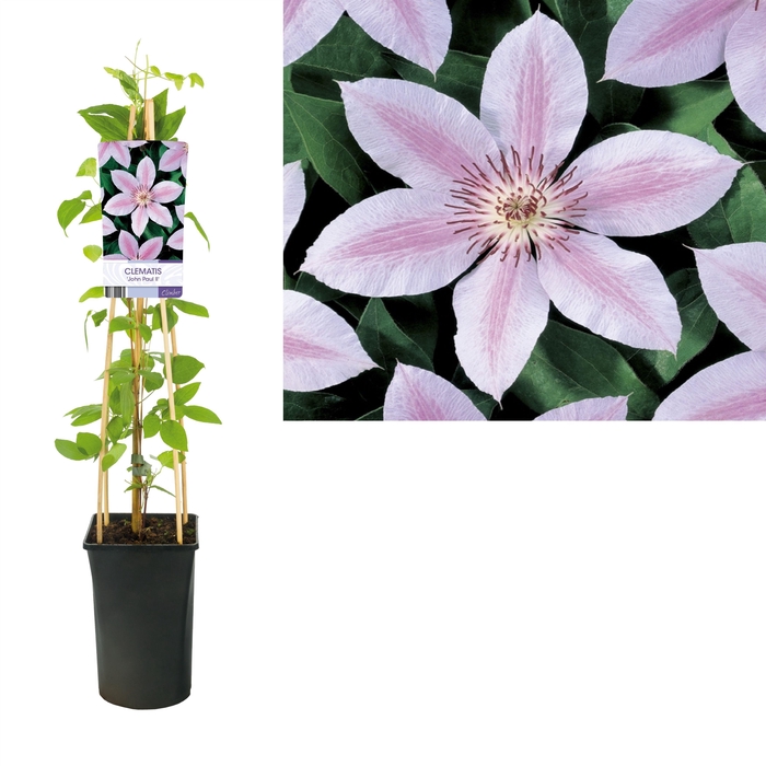 <h4>Clematis 'John Paul II' +light label</h4>