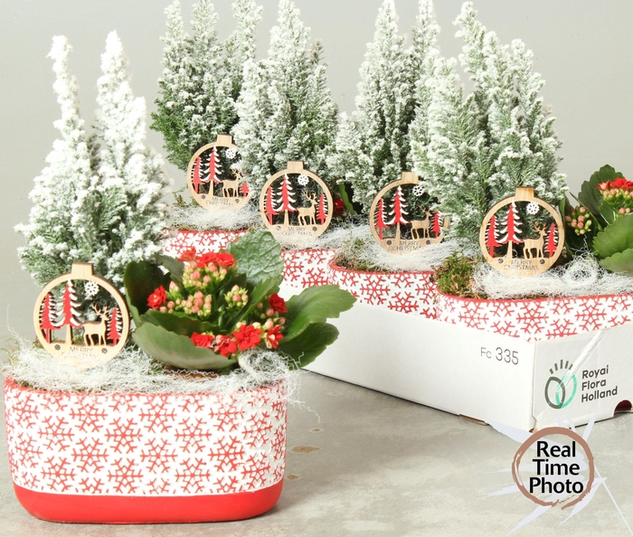 <h4>Arr Kamerpl</h4>