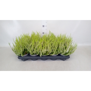Calluna vulg. 'Elegantissima'