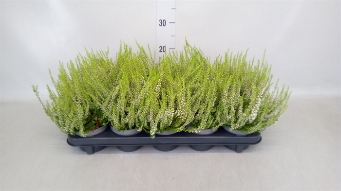 <h4>Calluna vulg. 'Elegantissima'</h4>
