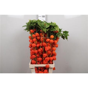 Physalis Lampion Tak