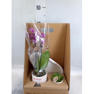 Arr.  Phalaenopsis  H%