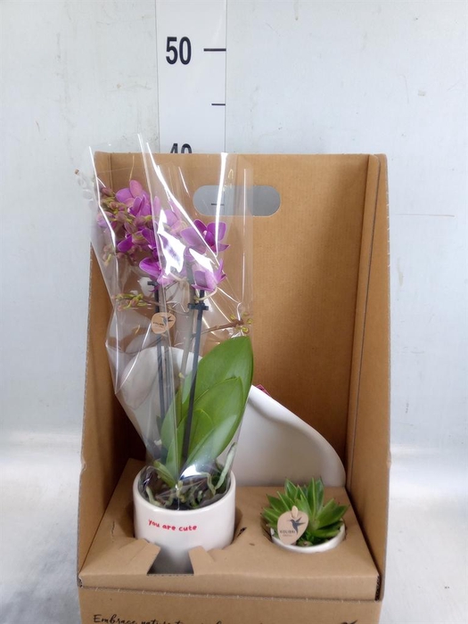 <h4>Arr.  Phalaenopsis  H%</h4>