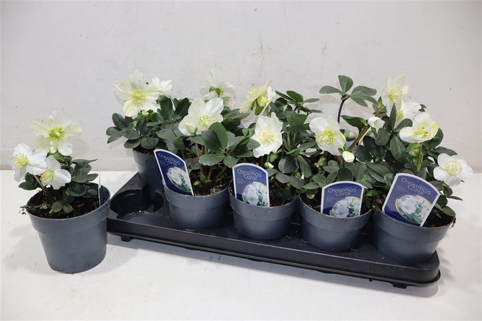 <h4>Hell Ni Chr Carol</h4>