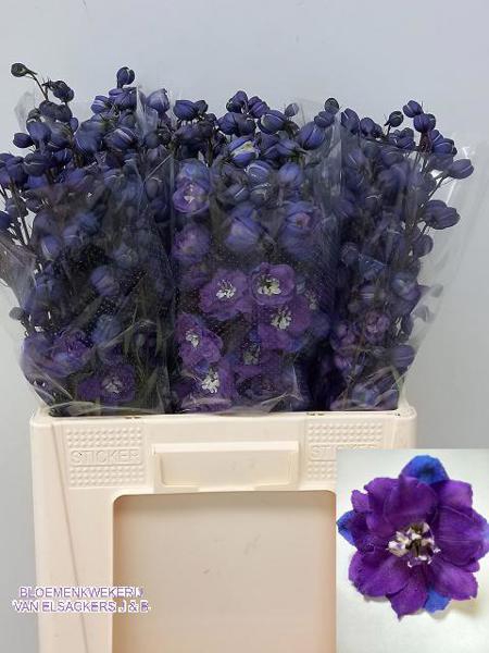 <h4>Delphinium Elatum Texas Elsackers</h4>