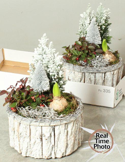 <h4>ARR BARK WHITE X2</h4>