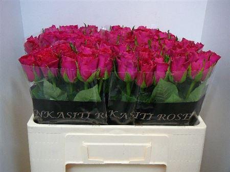 <h4>R Gr Madam Cerise</h4>