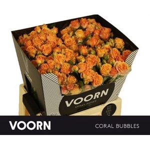 R Tr Coral Bubbles