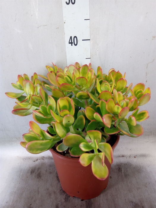 <h4>Crassula ovata 'Sunset'</h4>