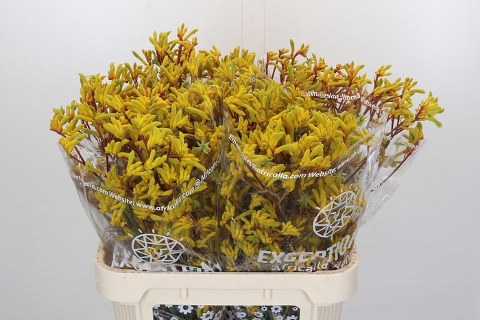 <h4>Anigozanthos Gold Fever Indoor</h4>