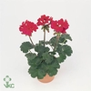 Pelargonium Zonale Toscane Onno
