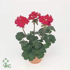 Pelargonium Zonale Toscane Onno