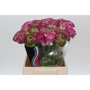 Ranunculus Pon Pon Malva