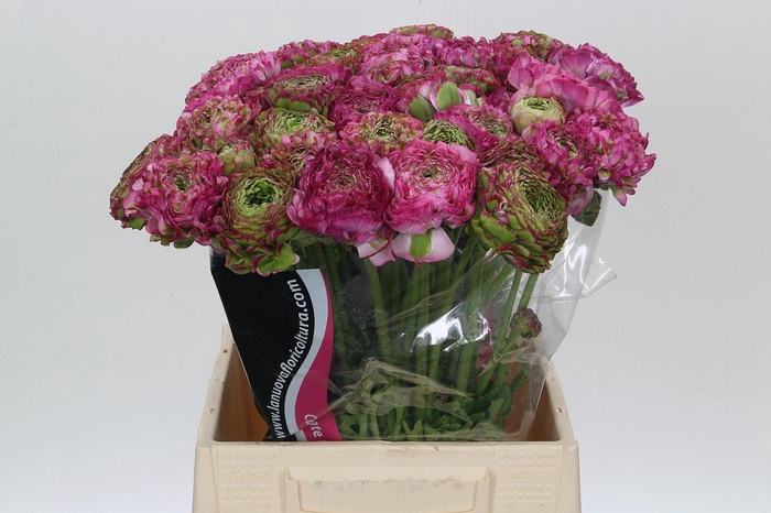 <h4>Ranunculus Pon Pon Malva</h4>