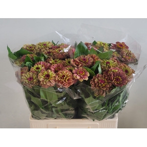 ZINNIA Q RED LIME