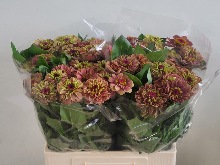 <h4>ZINNIA Q RED LIME</h4>