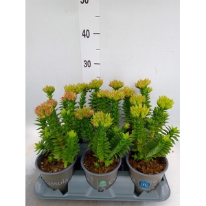 Crassula coccinea