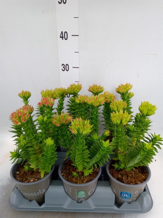 <h4>Crassula coccinea</h4>